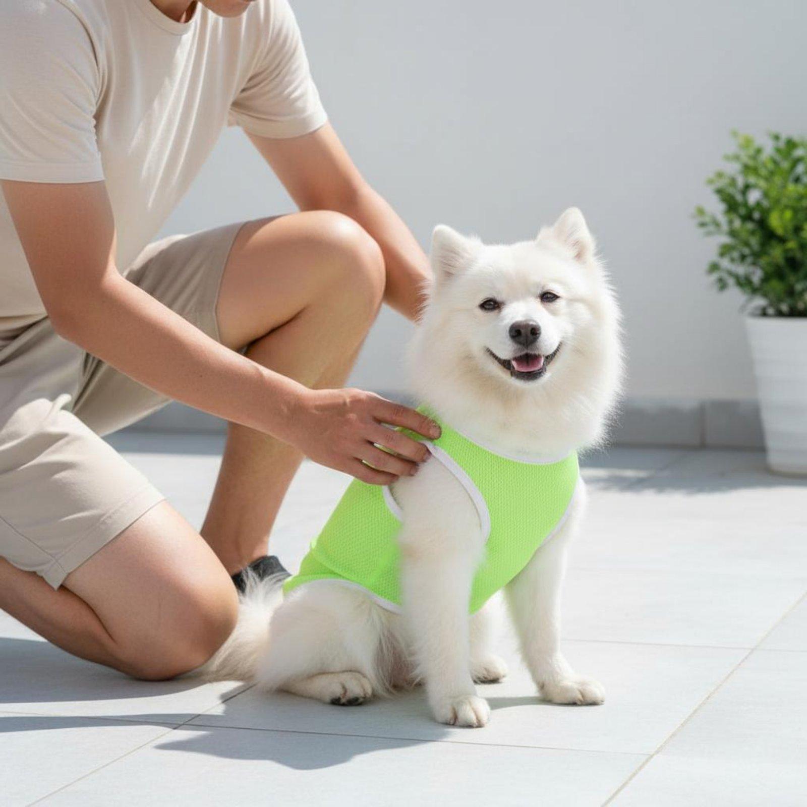 Gilet en maille pour chiens, p - Outdoor Adventure Boys avis et prix